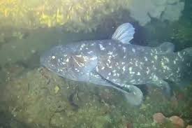 Image result for Coelachne africana