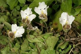 Image result for Diclis