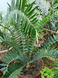 Image result for Encephalartos aplanatus