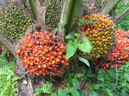 • kelapa sawit, sejatinya bukan tanaman asli indonesia. Adit Za Ug Warxy Mei 2017