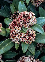 Ideal for foundation plantings, skimmia japonica 'bowles dwarf male'. Skimmia Japonica West Coast Island Blooms