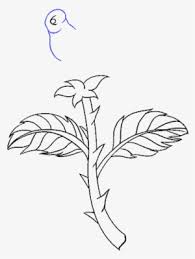 I'll show you how to draw a rose step by step. How To Draw A Rose In A Few Easy Steps Drawing Png Image Transparent Png Free Download On Seekpng