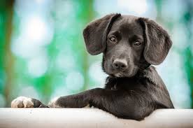 You know your pet better than anyone else. Nasal Tumors In Dogs A Helpful Guide Canna Pet