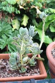 Image result for Kalanchoe marmorata