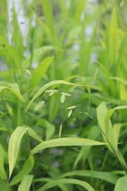 Image result for Chassalia cristata