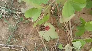 Image result for Ampelocissus africana