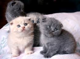 The scottish fold cat occurred as a spontaneous mutation in farm cats in scotland. Pets Pakistan Scottish Fold Kittens