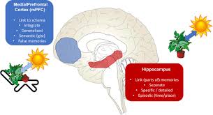 Image result for training effect schema
