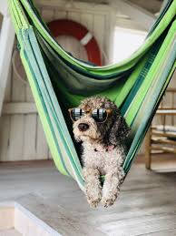 Your funny stock images are ready. 500 Funny Pictures Hd Download Free Images Stock Photos On Unsplash