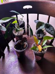 Image result for Stephania cyanantha