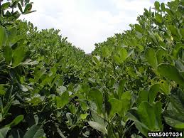 Image result for Arachis hypogaea