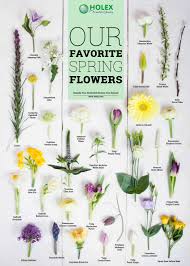 Today is the first day of spring, but many plants in southern california had their first bloom before groundhog day on feb. Our Favorite Spring Flowers 2019 Holex Flower Blog