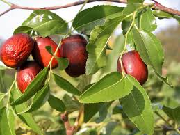 Yangmei fruit trees (myrica rubra) are predominantly found in china where they are cultivated for their fruit and used as an ornamental along streets and in parks. New Asian Date Jujube Ziziphus Spinosa Common Chinese Tsao Red Fruit Tree 20 Seeds Buy Online In Bosnia And Herzegovina At Bosnia Desertcart Com Productid 73580303