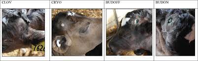 Short Communication Evaluation Of The Efficacy Of Novel Disbudding Methods For Dairy Calves Journal Of Dairy Science