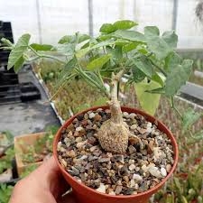 Image result for Kedrostis