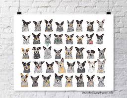 Black And White Spotted Blue Heeler Pin On Puppies