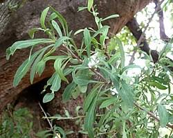 Image result for Gymnosporia heterophylla