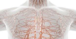 Your groin is the part just above the top of your legs, between the lowest part of your tummy and the top what are the most common causes of lumps in the groin? Lymph Nodes And Cancer Common Questions Answered Fox Chase Cancer Center Philadelphia Pa