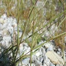 Image result for Sporobolus spicatus