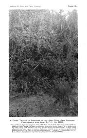 Image result for Stadmannia oppositifolia