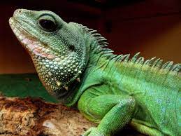 Leroi My Chinese Water Dragon Iguana Iguana Pet Green Iguana