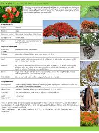 Maybe you would like to learn more about one of these? Delonix Regia By Mlaspav2018 Issuu