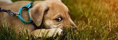 Explore other popular pets near you from over 7 million businesses with over 142 million reviews and opinions from yelpers. The Parade Norwood Veterinary Clinic