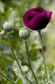 Purple Poppy Purple Flowers Garden Purple Poppies Purple Flowers