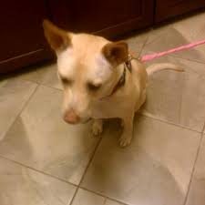 Pet dental care, soft tissue and any bone surgery for your pet, spay/neuter, wound repair, microchip id, all. Angel Pet Hospital 10 Photos 67 Reviews Veterinarians 23632 Hwy 99 Edmonds Wa Phone Number