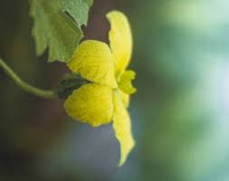 Image result for Momordica pterocarpa