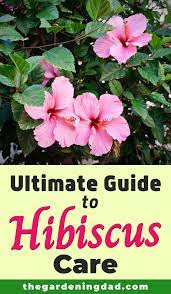Ultimate Guide To Hibiscus Care Indoors The Gardening Dad In 2020 Growing Hibiscus Hibiscus Plant Hibiscus Garden