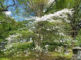 Check spelling or type a new query. Spring Flowering Dogwood