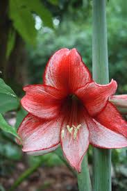 Image result for Hippeastrum