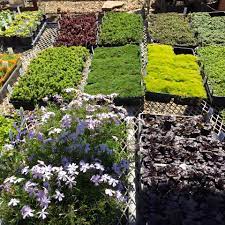 Ken cox explains why plants like. Riverton Utah Garden Ground Cover Arbor Day Nursery Garden Center In Riverton Utah