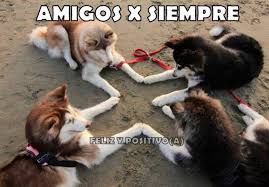 Resultado de imagen de amigos