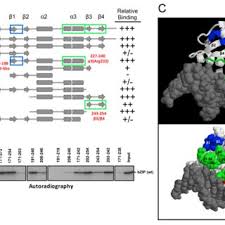 PDF) A combined computational and experimental approach reveals the  structure of a C/EBPβ:Spi-1 interaction required for IL1B gene transcription