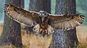 How Much Do You Know About Birds Owl Spirit Animal Eurasian Eagle Owl Owl Symbolism