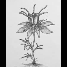 All Are Today S Crops Like Kalongi Afim Wheat Maize Plants Artstation Artiesten Likeforlikes Li In 2020 Maize Plant Art Station Maple Leaf Tattoo