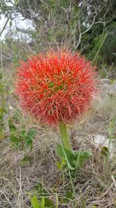 Image result for Zanthoxylum delagoense