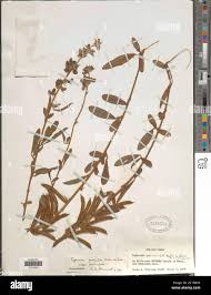 Image result for Tephrosia paniculata