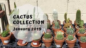 Having grown many different species of cacti, i can tell you that each one has its own unique character, both on the in the desert these roots tend to be shallow, while in areas that receive more precipitation and where there is more competition, the roots will be deeper as. How To Repot A Root Bound Cactus Youtube