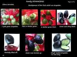 Image result for Ochna stolzii