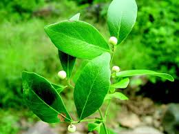 Image result for Pleurostylia capensis