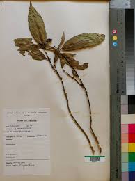 Image result for Ixora burundiensis