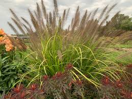 Image result for Gerrardanthus paniculatus