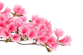 Resultado de imagen para flores rosadas