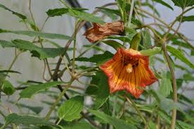 Image result for Canarina