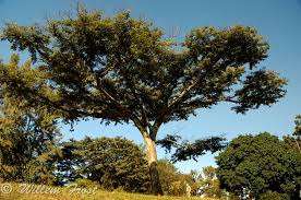 Image result for Albizia adianthifolia