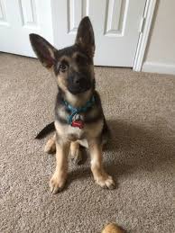 Saber turned 1 on 16th december so i put together a birthday compilation video of highlights growing up from 8 weeks to one year old. His Ears Stood Up This Week Meet Maverick German Shepherd Puppies Gsd Puppies German Shepherd Photos