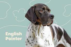 English Pointer Dog Breed Information And Characteristics Daily Paws